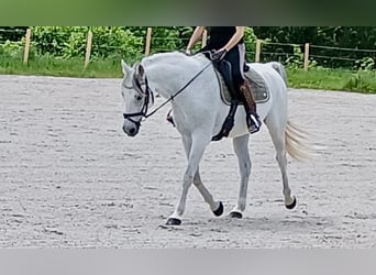 Shagya Arabian, Gelding, 12 years, 15 hh, Gray