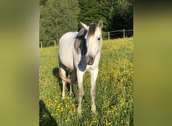 Shagya Arabian, Gelding, 12 years, 15 hh, Gray