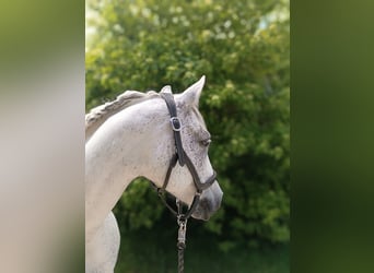 Shagya Arabian, Gelding, 12 years, 15 hh, Gray