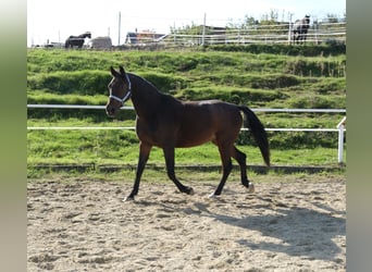 Shagya Arabian, Gelding, 13 years, 15,2 hh, Brown