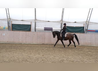Shagya Arabian, Gelding, 13 years, 15,2 hh, Brown