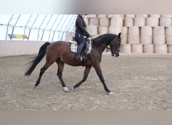 Shagya Arabian, Gelding, 13 years, 15,2 hh, Brown