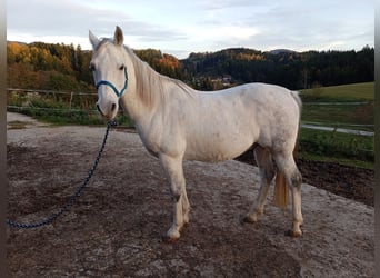 Shagya Arabian, Gelding, 13 years, 16 hh, Grey
