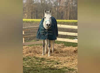 Shagya Arabian, Gelding, 14 years, Grey