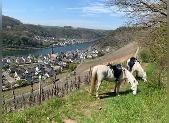 Shagya Arabian, Gelding, 15 years, 15,2 hh, Gray