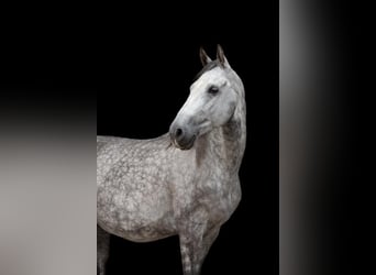 Shagya Arabian, Gelding, 15 years, 15,2 hh, Grey