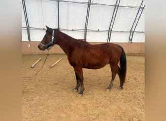 Shagya Arabian, Gelding, 16 years, 14.2 hh, Brown