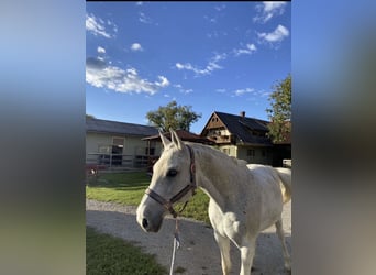 Shagya Arabian Mix, Gelding, 23 years, 15,2 hh, Grey-Fleabitten