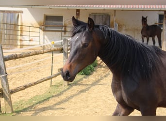 Shagya Arabian, Gelding, 2 years, Brown