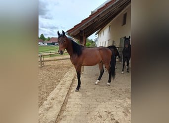 Shagya Arabian, Gelding, 2 years, Brown