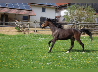 Shagya Arabian, Gelding, 2 years, Brown