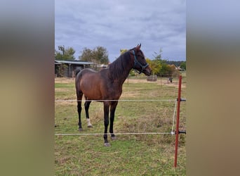Shagya Arabian, Gelding, 3 years, 15.1 hh, Brown