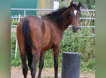 Shagya Arabian, Gelding, 3 years, 15.1 hh, Brown