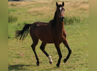 Shagya Arabian, Gelding, 3 years, 15.1 hh, Brown