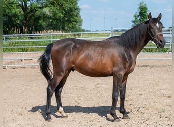Shagya Arabian, Gelding, 3 years, 15.1 hh, Brown
