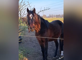 Shagya Arabian, Gelding, 3 years, 15.1 hh, Brown