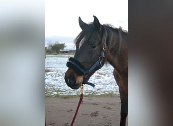 Shagya Arabian, Gelding, 3 years, 15.1 hh, Brown