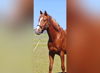 Shagya Arabian, Gelding, 3 years, 15 hh, Chestnut-Red