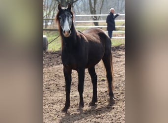 Shagya Arabian Mix, Gelding, 4 years, 15.1 hh, Gray