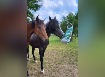 Shagya Arabian, Gelding, 4 years, 15,2 hh, Gray