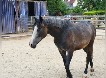 Shagya Arabian, Gelding, 4 years, 15,2 hh, Gray