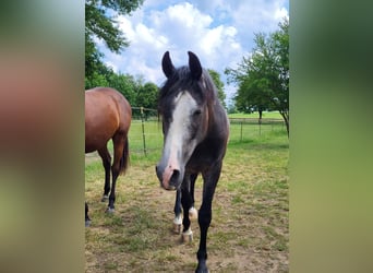 Shagya Arabian, Gelding, 4 years, 15,2 hh, Gray