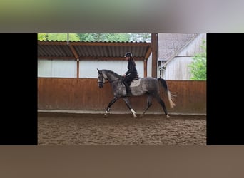 Shagya Arabian, Gelding, 4 years, Grey-Dapple