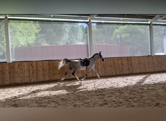 Shagya Arabian, Gelding, 5 years, 15.1 hh, Grey