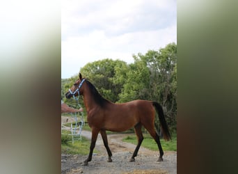 Shagya Arabian, Gelding, 5 years, 15 hh, Brown