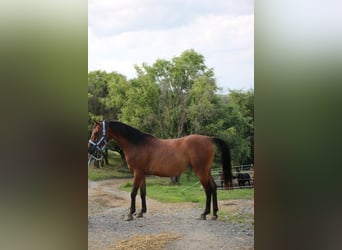Shagya Arabian, Gelding, 5 years, 15 hh, Brown