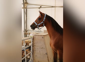 Shagya Arabian, Gelding, 5 years, 15 hh, Brown