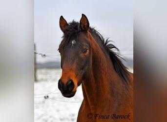 Shagya Arabian, Gelding, 6 years, 14,2 hh, Brown