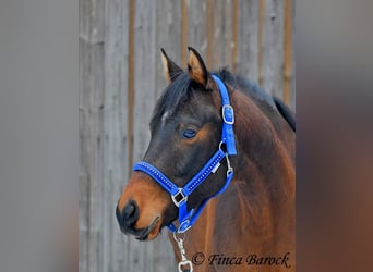 Shagya Arabian, Gelding, 6 years, 14,2 hh, Brown