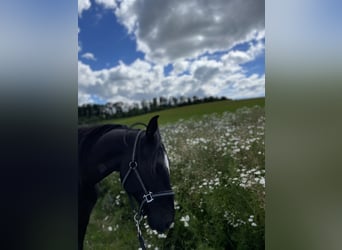 Shagya Arabian, Gelding, 6 years, 15 hh, Black