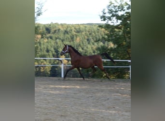 Shagya Arabian, Gelding, 6 years, 15 hh, Brown