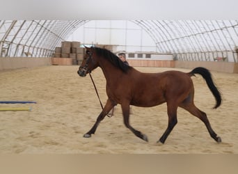 Shagya Arabian, Gelding, 6 years, 15 hh, Brown