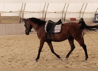 Shagya Arabian, Gelding, 6 years, 15 hh, Brown