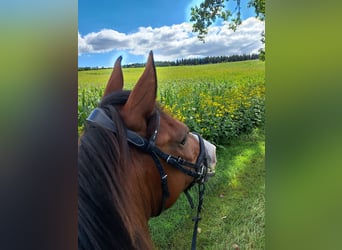 Shagya Arabian, Gelding, 7 years, 15,3 hh, Brown