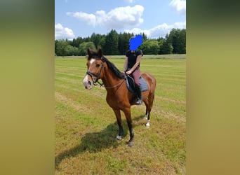 Shagya Arabian, Gelding, 7 years, 16 hh, Brown