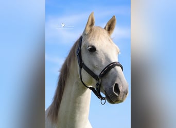 Shagya Araber, Wallach, 8 Jahre, 14,3 hh, Schimmel