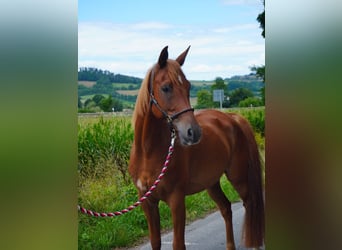 Shagya Arabian, Gelding, 8 years, 15,1 hh, Chestnut-Red