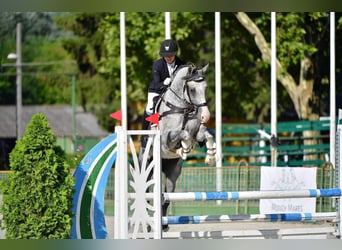 Shagya Arabian, Gelding, 8 years, 16.2 hh, Gray