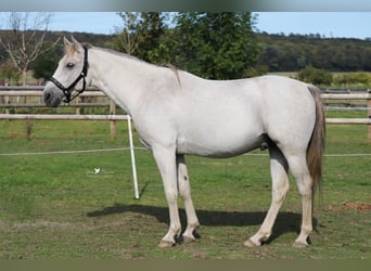 Shagya Arabian, Gelding, 9 years, 14,3 hh, Gray