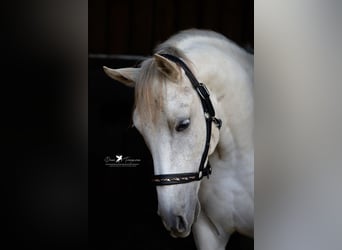 Shagya Arabian, Gelding, 9 years, 14,3 hh, Gray