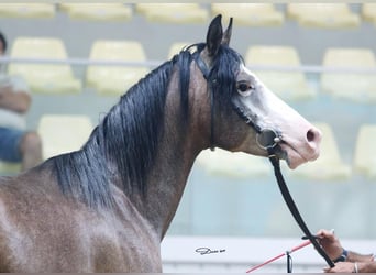 Shagya Arabian, Hongre, 10 Ans, 153 cm, Gris pommelé
