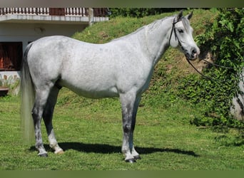 Shagya Arabian, Hongre, 10 Ans, 160 cm, Gris