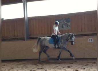 Shagya Arabian, Hongre, 10 Ans, 163 cm, Gris