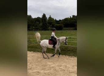 Shagya Arabian, Hongre, 10 Ans, 163 cm, Gris