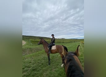Shagya Arabian, Hongre, 10 Ans, Bai