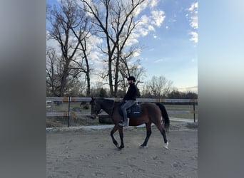 Shagya Arabian, Hongre, 10 Ans, Bai